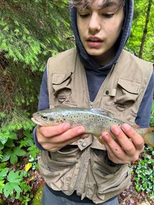 Brown Trout
