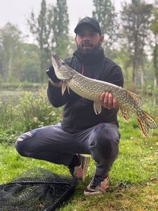 Northern Pike