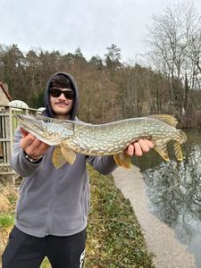 Northern Pike