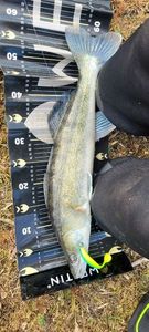 Zander