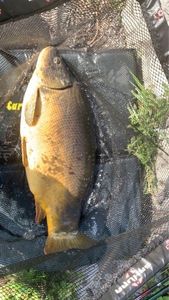 Leather Carp