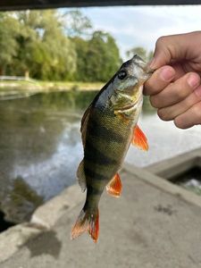 European Perch