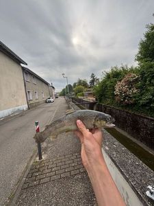 Brown Trout
