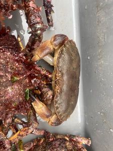 Brown Crab