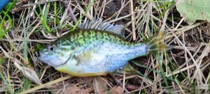 Green Sunfish