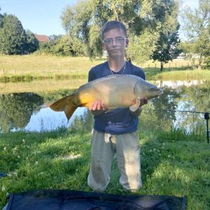 Mirror Carp