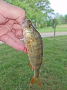 European Perch