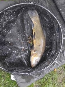 Tench