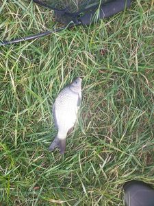Common Bream