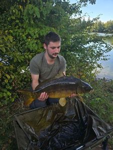 Mirror Carp