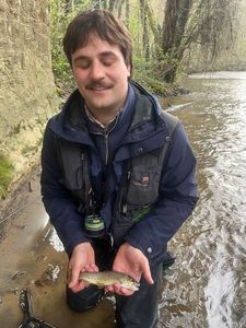 Brown Trout