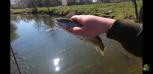 Rainbow Trout