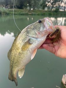 Largemouth Bass