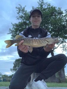 Northern Pike