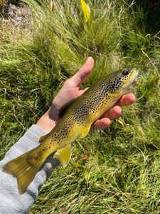 Brown Trout