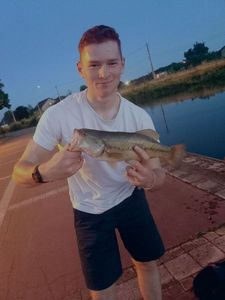 Largemouth Bass