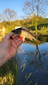 European Perch