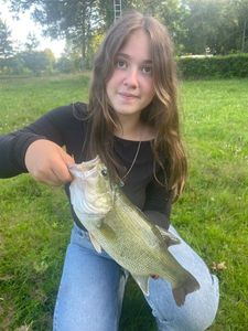 Largemouth Bass