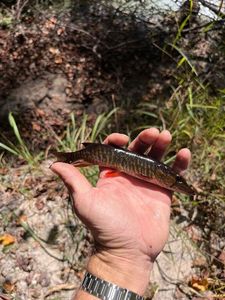 Redfin pickerel