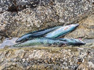 Mackerel
