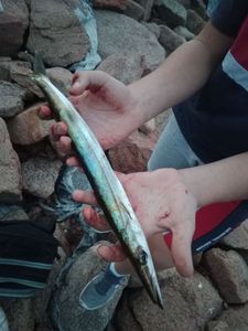 Great Barracuda