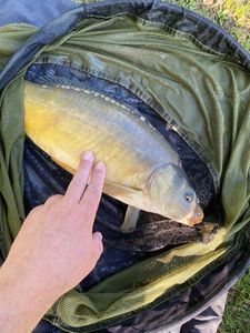 Mirror Carp