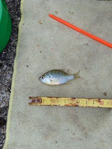 Green Sunfish