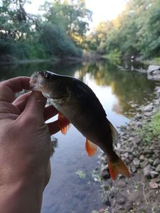 European Perch