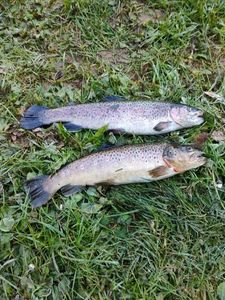 Rainbow Trout