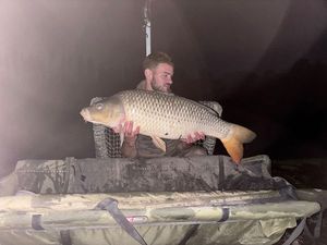 Common Carp