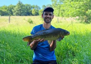Common Carp