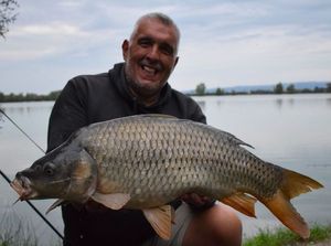 Common Carp