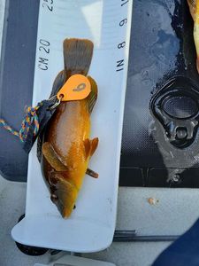 Ballan Wrasse