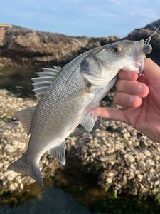 European Bass (Seabass)