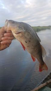 European Perch