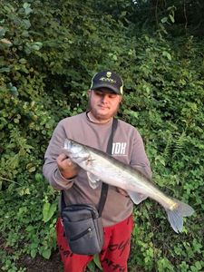 Zander