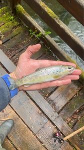 Brown Trout