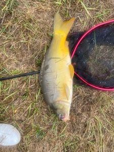 Leather Carp