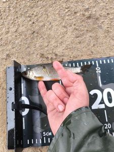 Roach