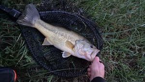 Largemouth Bass
