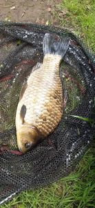 Crucian Carp