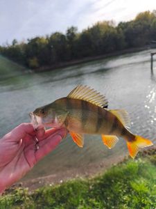 European Perch