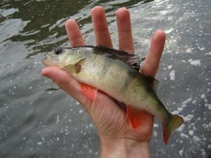 European Perch