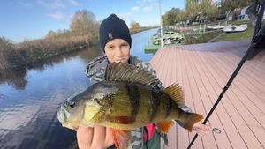 European Perch