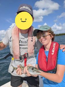 Great Barracuda