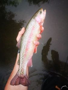 Rainbow Trout