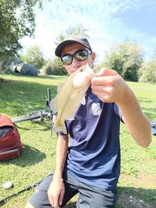Largemouth Bass