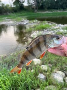 European Perch