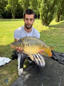 Mirror Carp