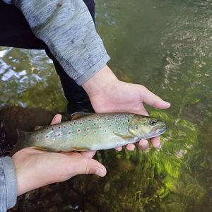 Brown Trout